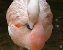 Тропическая птица фламинко