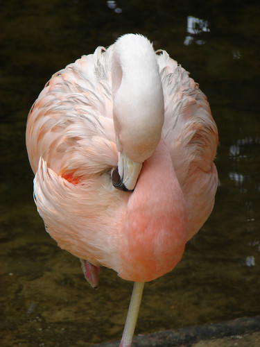 Тропическая птица фламинко