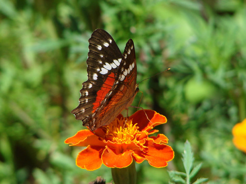 Бабочка махаон на цветке