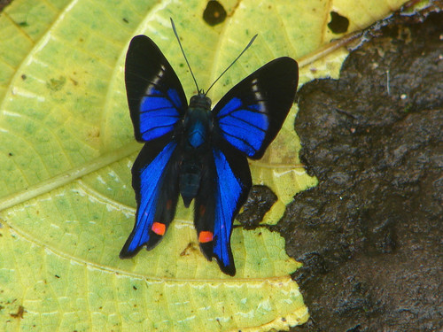 Бабочка с ярко-синими крыльями