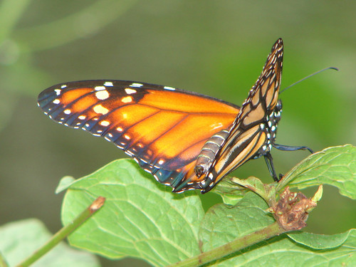 Оранжевая бабочка на листке