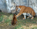 Тигр с тигренком