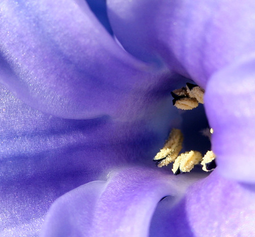 Фиолетовый гиацинт