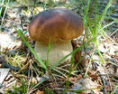 Белый гриб фото