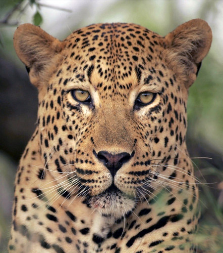 Леопард кошка