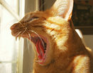 Прикольный рыжий зевающий кот