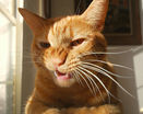 Прикольный мартовский рыжий кот
