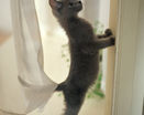 Маленький дымчато-серый котенок встал на задние лапы