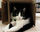 Черно-белый толстый кот в коробке фото