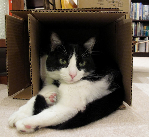 Черно-белый толстый кот в коробке фото