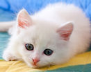 Очаровательный пушистый белый котенок
