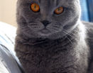 Шотландский вислоухий кот красивого голубого окраса с янтарными глазами