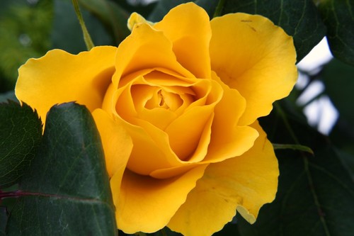 Ярко-желтый цветок